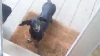 dumb wiener dog wants inside [upl. by Zilber]