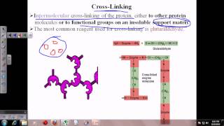 Enzyme immobilization [upl. by Sutelc682]