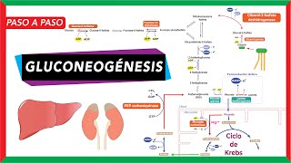 GlucoNEOgénesis síntesis de glucosa a partir de piruvato lactato glicerol y aminoácidos [upl. by Dimitry]