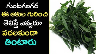 Eclipta alba  గుంటగలగర  Bhringaraj  Gunta galagara aaku Uses in telugu  Gunta gararaku [upl. by Siddra]