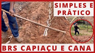 DICAS para PLANTAR o capim BRS CAPIAÇU e CANADEAÇÚCAR [upl. by Moon]