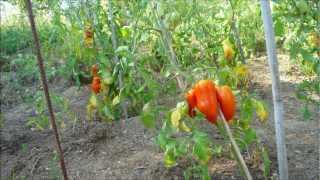 TOMATES DES ANDES ANDINE CORNUE [upl. by Audrie]