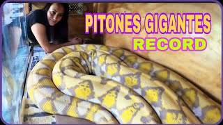 Quien tiene la Serpiente Más Grande de México Récord de pitones gigantes 😯🏆🐍 [upl. by Galatea]