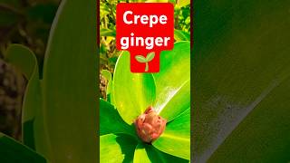 Crepe ginger plant🌱nature coastal [upl. by Annenn]