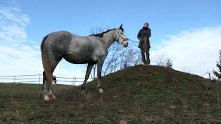 Vom Fohlen zum Reitpferd  Vorbereitung fürs Gelände mit Rubielle im Trail  Zusatzvideo [upl. by Enitsirhc]