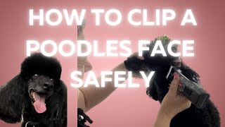 Clipping a poodles face safely [upl. by Lodmilla]