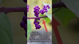 RARE White American Beautyberry Callicarpa americana Alba [upl. by Ada]