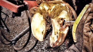 ABSCESS BURST OPEN DEEP HOLE cows hoof is PEELING OFF Cow 9002 [upl. by Campy]