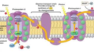 Photochemical and biosynthetic phases  Photosystem I and II [upl. by Noma]