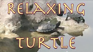 Relaxing Turtle  Experimental relaxation video from Parry Gripp [upl. by Beora]