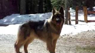 Citara the American Alsatian [upl. by Enyluqcaj]