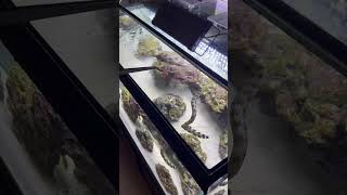 CRAZY  Feeding Exotic FISH [upl. by Vina]