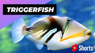 Triggerfish 🐠 One Of The Most Dangerous Ocean Creatures In The World shorts triggerfish ocean [upl. by Celka]