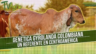 Genetica Gyrolanda Colombiana Un Referente en Centroamérica  TvAgro por Juan Gonzalo Angel [upl. by Spiro761]