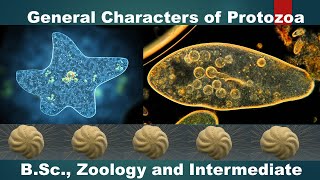 General Characters of Protozoans  BSc Zoology  HSR Bioinfo [upl. by Onia434]