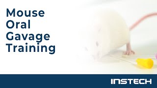 Mouse Oral Gavage Training [upl. by Anis]