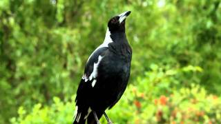 Australian magpie singing [upl. by Ilona]