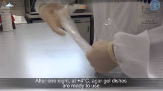 Agar gel immunodiffusion assay AGID [upl. by Anires]