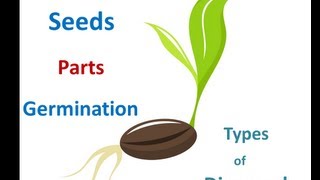 Seed parts Seed germination process Seed dispersal methods for Kids [upl. by Adahs]