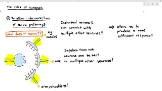 1513 Role of Synapses Cambridge AS A Level Biology 9700 [upl. by Aneeram]