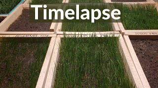 Growing grass from seed TimeLapse 8 days [upl. by Viscardi]