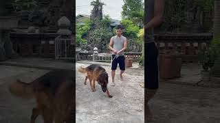 GSD training dog malinois becgiegermanshepherd chó pets dog 03 [upl. by Laina]