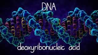 The Structure of DNA [upl. by Novad]