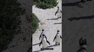 Unique things to do in South Africa Boulders beach penguin colony [upl. by Takashi]