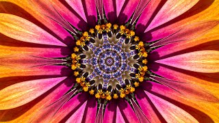 The Splendor of Flowers Kaleidoscope Video Beta v1  75 Minutes of Peace  A Jubilee for All Nations [upl. by Allcot]