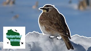 All About Road Birds II Song Sparrow Savannah Sparrow Horned Lark and American Tree Sparrow [upl. by Rombert]