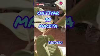 COMO TENER UNA GUAYABERA O UNA HIGUERA EN MACETAS FACIL shortvideo [upl. by Quartis]