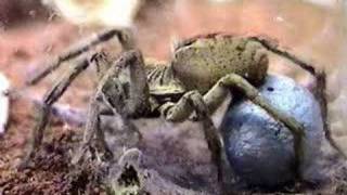 Lycosa wolf spiders making eggsacks [upl. by Nilrem]