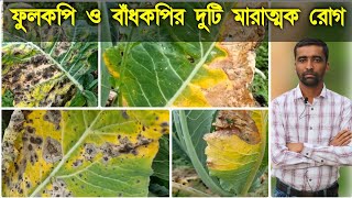 ফুলকপি ও বাঁধাকপির Alternaria leaf spot Black rot ও ঝলসা রোগের প্রতিকার করবেন কিভাবে [upl. by Keily]