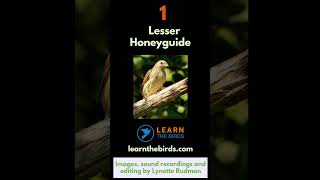 3 HONEYGUIDE CALLS from southern Africa [upl. by Akela]