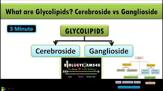 What are Glycolipids Difference between Cerebroside and Ganglioside  Lipids Part 5 [upl. by Monroe904]