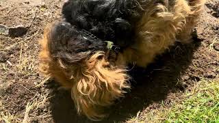 Archie welsh terrier helps in garden [upl. by Zanas18]