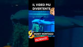 video di animali divertentissimi video speciale 🤣🤣funny perte animals divertentissimo memes [upl. by Divaj329]