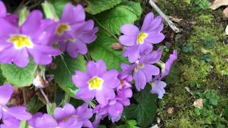 Primevère des jardins Primula acaulis Les bouquets haut en couleurs [upl. by Digdirb]