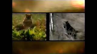 Animal Face Off  Cougar Vs Wolf Full doc in description [upl. by Ellenar]