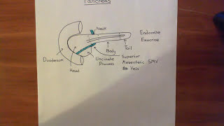 The Anatomy and Histology of the Pancreas Part 1 [upl. by Kriste566]