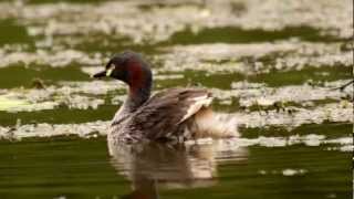 Australasian Grebe Tachybaptus novaehollandiae ♀  Australischer Zwergtaucher [upl. by Ahmad946]