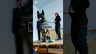 Malinois bảo vệ chủ nhân khỏi kẻ xấu dog malinois becgie malinoi belgianmalinois doglover k9 [upl. by Childers]