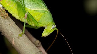 Sounds of Katydids  Sounds at night time Part 1 Check Part 2 for Full Length Katydid Video [upl. by Serrano]