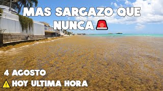 PLAYA DEL CARMEN SARGAZO EXCESIVO🔴HOY ULTIMA HORA 4 AGOSTO 2023🌴PLAYACAR [upl. by Asilrahc]