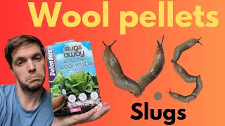 Stop Slugs in Their Tracks with Wool Pellets – A Natural Solution [upl. by Aronaele]