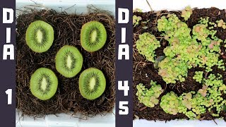 Método Súper Efectivo Para Germinar Kiwi  HUERTO DE UN CITADINO [upl. by Rennane183]