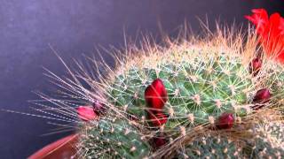 Rebutia minuscula flowering  time lapse [upl. by Billen419]