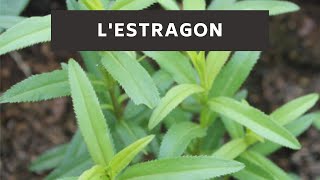 LEstragon [upl. by Enilrac]