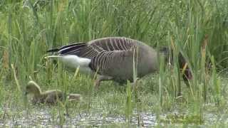 GRÅGÅS Greylag Goose Anser anser Klipp  1362  A12 [upl. by Ogilvy]