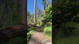 Terwilliger Hot Springs Trail hike hotsprings forest hiking hiker fee beautiful hikingtrails [upl. by Leay212]